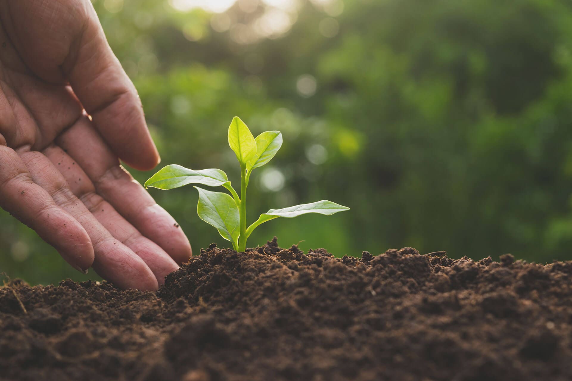 El microbioma del suelo y su impacto en la nutrición de las plantas