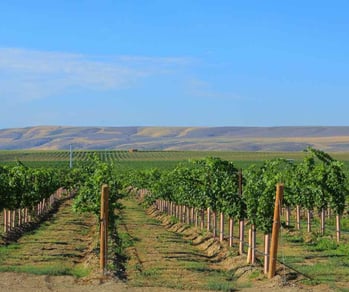 Caracterización del terruño