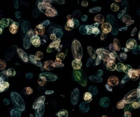 Glosario de salud del suelo - Imagen de Microbioma de Suelo