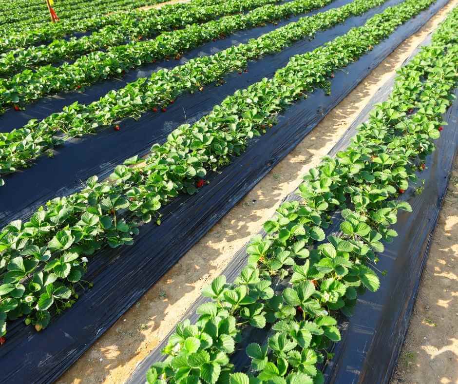 Soil Health Glossary -  Crops Image