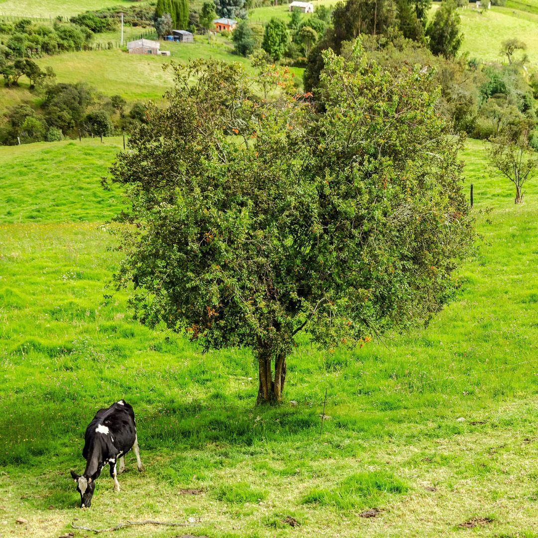  integración de explotaciones forestales y de pastoreo en la misma tierra