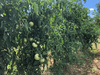 Un enfoque científico para comprobar los efectos de los insumos agrícolas